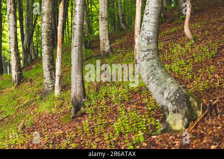 Forêt de hêtre ancienne et intacte sur la pente de montagne au printemps. Banque D'Images