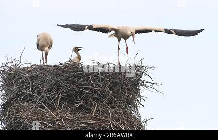 Trsice, République tchèque. 08th juin 2023. Une paire de Storiks blancs (Ciconia ciconia) élevant cinq poussins sur une cheminée à Vacanovice, partie locale de Trsice, région d'Olomouc, République Tchèque, 8 juin 2023. Crédit : Ludek Perina/CTK photo/Alay Live News Banque D'Images