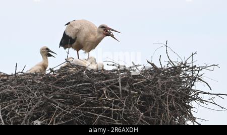 Trsice, République tchèque. 08th juin 2023. Une paire de Storiks blancs (Ciconia ciconia) élevant cinq poussins sur une cheminée à Vacanovice, partie locale de Trsice, région d'Olomouc, République Tchèque, 8 juin 2023. Crédit : Ludek Perina/CTK photo/Alay Live News Banque D'Images