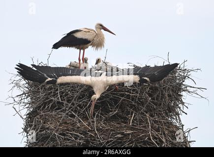 Trsice, République tchèque. 08th juin 2023. Une paire de Storiks blancs (Ciconia ciconia) élevant cinq poussins sur une cheminée à Vacanovice, partie locale de Trsice, région d'Olomouc, République Tchèque, 8 juin 2023. Crédit : Ludek Perina/CTK photo/Alay Live News Banque D'Images