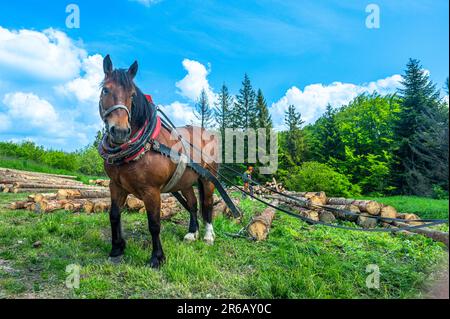 Un cheval travaillant dans la forêt. Utilisation d'un cheval pour la traction de grumes en foresterie. Carpathian Mountains, Slovaquie. Banque D'Images