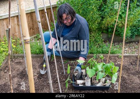 Femme plantant des haricots écarlate Empereur à la base d'un trépied de bambou. Cultivé dans de vieux rouleaux de toilettes en carton. Banque D'Images