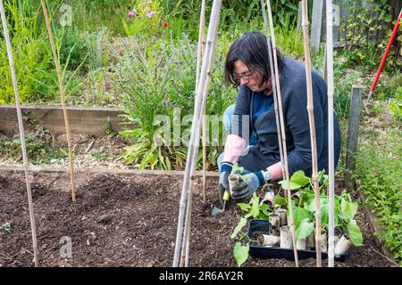 Femme plantant de l'escalade de la francaise Cobra, Phaseolus vulgaris, à la base d'un trépied de bambou. Cultivé dans de vieux rouleaux de toilettes en carton. Banque D'Images