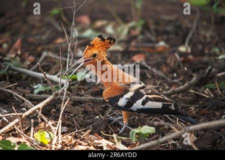 Hoopoe africain (Upupa africana) 14945 Banque D'Images