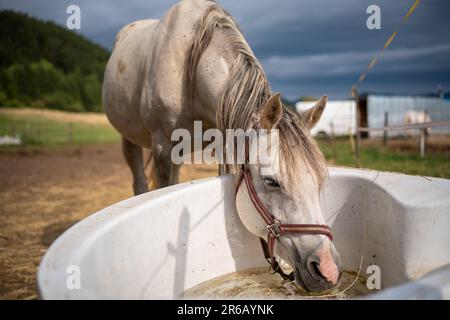 L'eau potable de cheval arabe blanc de l'ancienne baignoire en plastique à la ferme, gros plan grand détail Banque D'Images