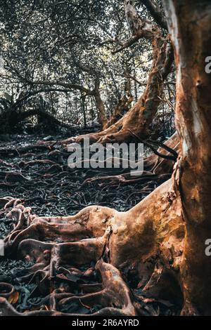 Un arbre majestueux et isolé se dresse dans un paysage stérile, ses grandes racines exposées aux éléments. Banque D'Images