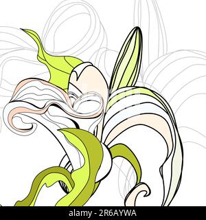 Arrière-plan avec fleurs Lily Calla Illustration de Vecteur