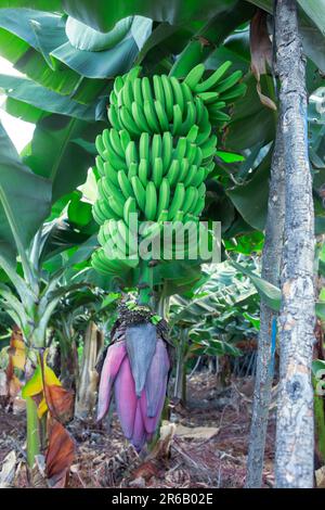 Détail du bouquet de bananes vertes. Couleur verte. Vue verticale. Banque D'Images