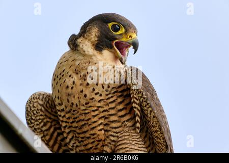 Portrait du Faucon pèlerin féminin sur le toit d'une église (Falco peregrinus), Moenchengladbach, Allemagne, Europe Banque D'Images