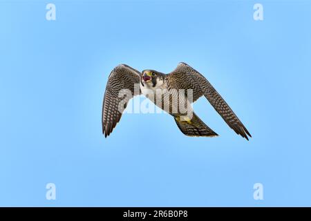 Faucon pèlerin mâle en vol (Falco peregrinus), Moenchengladbach, Allemagne, Europe Banque D'Images