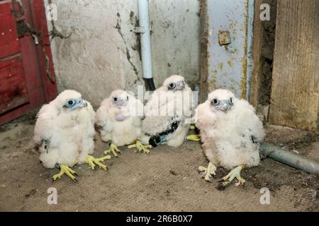 Quatre poussins du Faucon pèlerin (Falco peregrinus), Moenchengladbach, Allemagne, Europe Banque D'Images