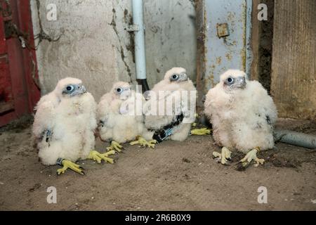 Quatre poussins du Faucon pèlerin (Falco peregrinus), Moenchengladbach, Allemagne, Europe Banque D'Images