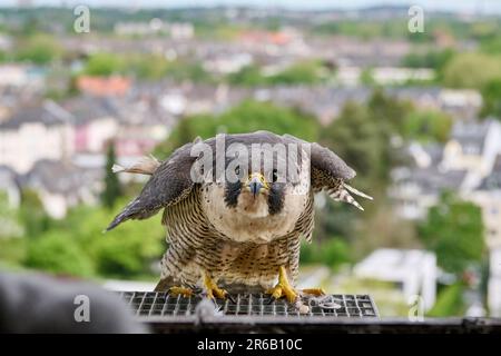 Faucon pèlerin (Falco peregrinus) au nid artificiel, Moenchengladbach, Allemagne, Europe Banque D'Images
