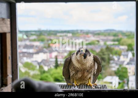 Faucon pèlerin (Falco peregrinus) au nid artificiel, Moenchengladbach, Allemagne, Europe Banque D'Images