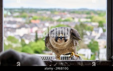 Faucon pèlerin (Falco peregrinus) au nid artificiel, Moenchengladbach, Allemagne, Europe Banque D'Images