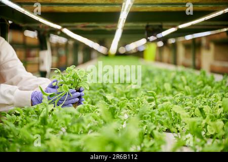 Femme jardinier vérifiant la croissance des plantes à feuilles en serre. Gros plan des mains des femmes dans des gants de jardin stériles tenant une plante verte. Banque D'Images