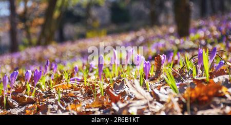 fleurs de crocus printanières le matin. gros plan de la fleur violette dans la forêt Banque D'Images