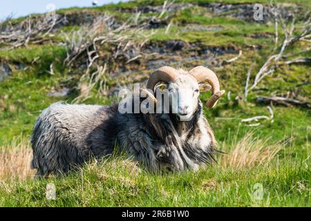 Moutons sauvages de Haraldshaugen, HAUGESUND, NORVÈGE, europe Banque D'Images