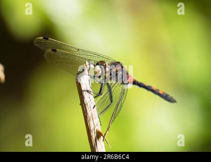 A White Fact Darter, Leucorrhinia dubia à Foulshaw Moss, une tourbière en terre basse, Cumbria, Royaume-Uni. Banque D'Images