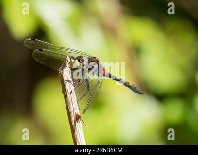 A White Fact Darter, Leucorrhinia dubia à Foulshaw Moss, une tourbière en terre basse, Cumbria, Royaume-Uni. Banque D'Images