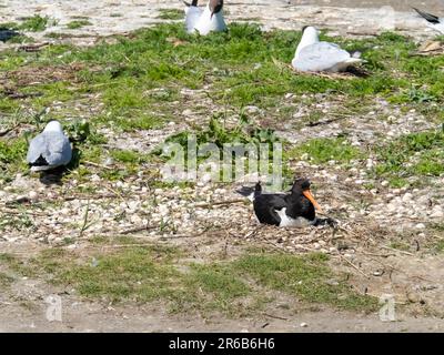 Un Oystercatcher, Haematopus ostralegus, s'assit sur son nid dans une colonie de goélands à la réserve de Leighton Moss RSPB près de Silverdale, Lancashire, Royaume-Uni. Banque D'Images