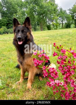 Portrait allemand de shekert sur l'herbe dans le jardin Banque D'Images