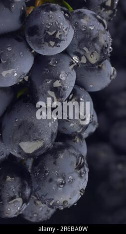 Raisins noirs mûrs avec gouttes d'eau, gros plan Banque D'Images