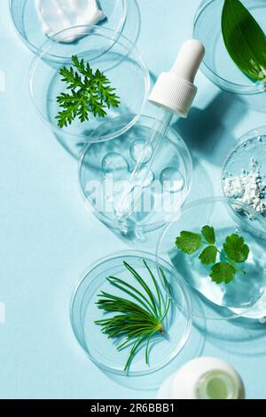 Les produits naturels de soin de la peau se tabourent dans une boîte de Petri et des plantes vertes sur fond bleu. Beauté écologique naturelle, laboratoire cosmétique à base de plantes et peau biologique Banque D'Images