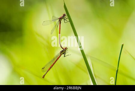 Grand Red Damselfly, Pyrrhhosoma nymphula, accouplement mâle et femelle. Sur la feuille d'eau, Espagne. Banque D'Images