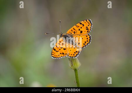 Fritary tacheté,Melitaea didyma,se bassier au soleil, papillon, Andalousie, Espagne. Banque D'Images