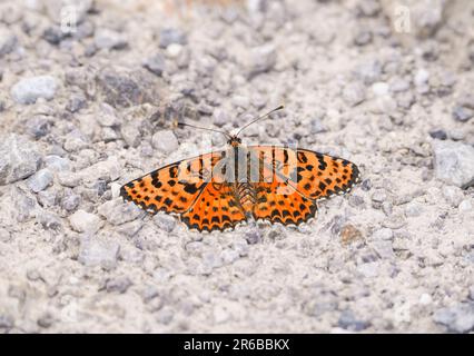 Fritary tacheté,Melitaea didyma,se bassier au soleil, papillon, Andalousie, Espagne. Banque D'Images