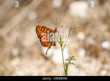 Rare Fritlaary tacheté,Melitaea didyma,papillon, Andalousie, Espagne. Banque D'Images