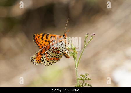 Rare Fritlaary tacheté,Melitaea didyma,papillon, Andalousie, Espagne. Banque D'Images