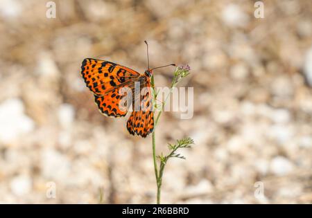 Rare Fritlaary tacheté,Melitaea didyma,papillon, Andalousie, Espagne. Banque D'Images