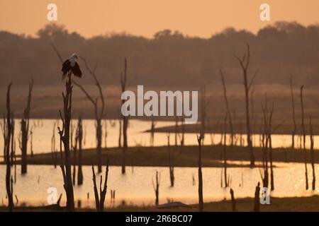 La rivière attire tant de vie. Parc national de Matusadona, Zimbabwe : CES SUPERBES photos montrent un lac artificiel avec la vie comme animaux de pâturage Banque D'Images