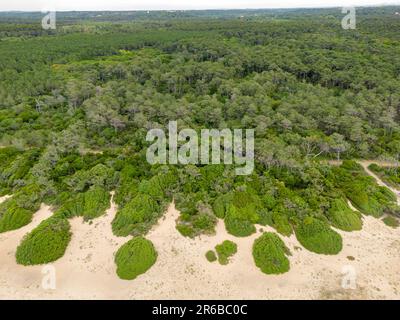 Le site naturel du Metro est situé au sud du département des Landes. Il est composé de dunes, de franges forestières, de forêts mixtes et de zones humides. Banque D'Images