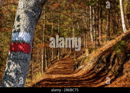 Signe rouge et blanc de sentier (marqueur de sentier) peint sur un tronc d'arbre, en arrière-plan un sentier de trekking flou en automne, Alpes italiennes, Italie. Banque D'Images