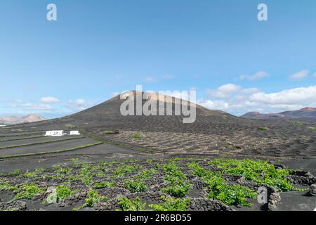 Une image de paysage surplombant les vignobles volcaniques trouvés sur l'île espagnole de Lanzarote. Banque D'Images
