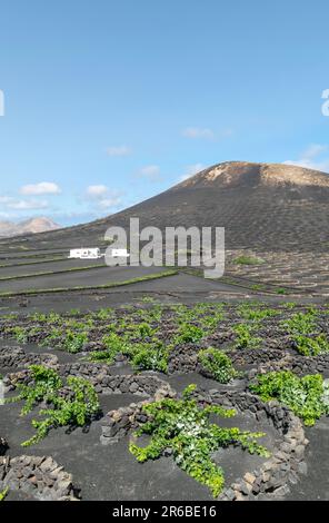 Une image de portrait des vignobles volcaniques fertiles trouvés sur l'île de Lanzarote. Banque D'Images