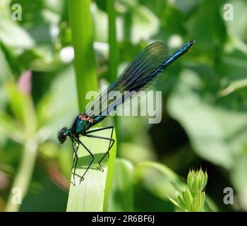 Une demoiselle à bande mâle (calopteryx splendens) damselfly. Banque D'Images