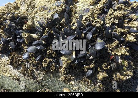 Moules bleues (exults Mytilus) et barnacles attachées à une roche sur la plage de Crescent Beach, B. C., Canada. Banque D'Images