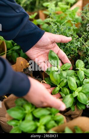 homme client main choisir l'herbe de basilic pour la plantation dans le centre de jardin Banque D'Images