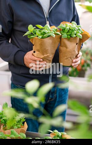 homme client main choisir l'herbe de basilic pour la plantation dans le centre de jardin Banque D'Images