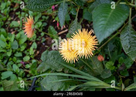 Mise au point sélective avec une faible profondeur de champ sur une fleur jaune de pâquerette africaine avec des gouttes de rosée Banque D'Images