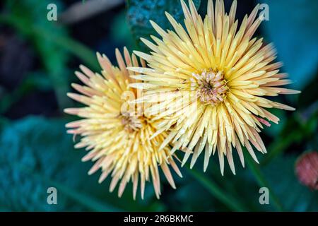 Mise au point sélective avec une faible profondeur de champ sur une fleur jaune de pâquerette africaine avec des gouttes de rosée Banque D'Images
