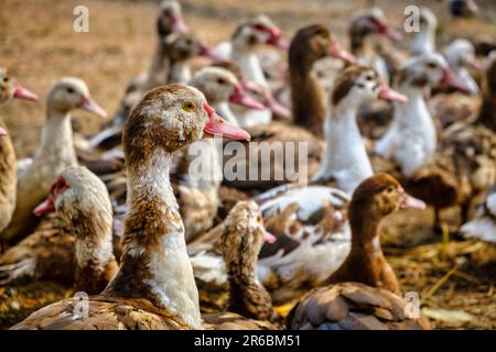 groupe de canards. canards bruns et blancs à la ferme Banque D'Images