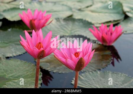 Gros plan de quatre grandes fleurs de lotus rose, rayonnant la beauté naturelle. Banque D'Images