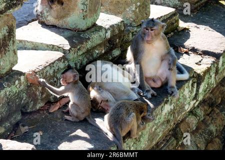 Une famille de singes adorables confortablement nichés parmi les ruines de pierre anciennes. Banque D'Images