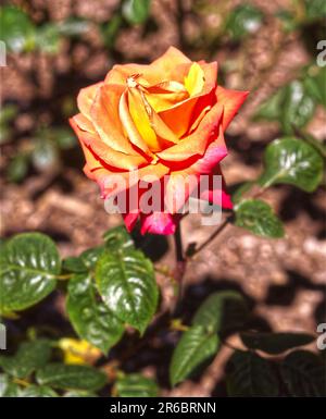 Rosa TROÏKA fleur nom commun rose floraison dans un jardin Banque D'Images
