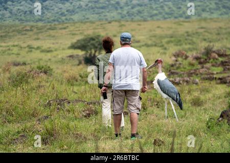 Cratère de Ngorongoro, Tanzanie - 12 mars 2023: Deux touristes prennent des photos d'un oiseau de porc de Marabou (défoqué), se rapprocher trop de la faune sur safar Banque D'Images